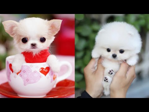 Cutest Teacup Puppies Video Compilation || Funny and Cute Dog