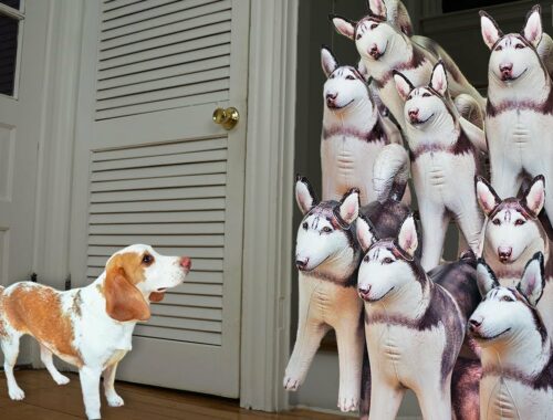 Puppy vs Husky Dogs Prank: Cute Puppy Indie Surprised w/Huge Husky Dog Crew