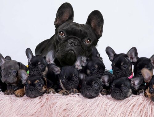 How Black French Bulldog Gives Birth To Cute Puppies