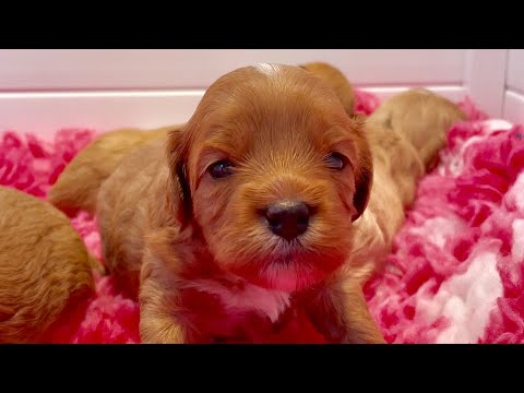 Cavoodle Puppies First Steps [See Puppy Stand Up at 35 SECONDS] #cute #puppy #bestpuppyvideos #funny
