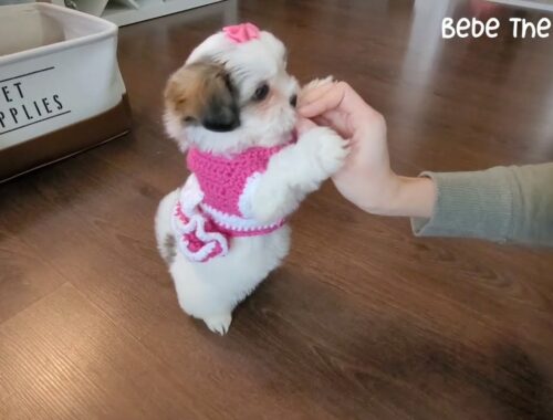 So Cute Puppy Can't Walk With Clothes On, Bebe The Malshi