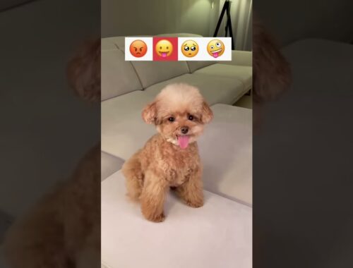 Cute Puppy Emoji Reaction On Our Face  #Viral #satisfying #animals #short #Shorts #Youtubeshort  2