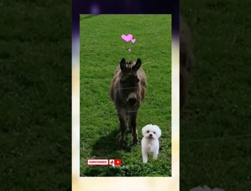 Shy Donkey & Cute Puppy Crazy in Love | #EnterTheKoiFish | Sweet Moke Life | Esel und Welpe verliebt