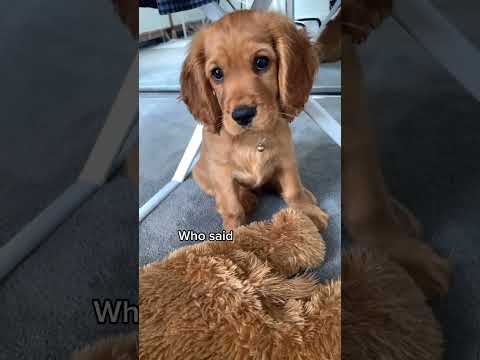 Cute Dogs Videos | Cute Puppy | OMG! this Puppy is so Cute .