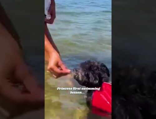 Adorable Puppy Has First Swim Lesson! #Shorts
