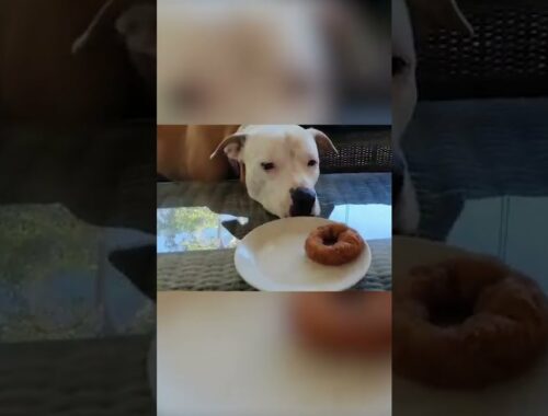 Adorable Puppy Longs For Donut! #Shorts