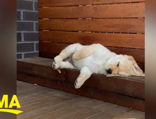 Adorable puppy tries so hard to get comfy for a nap and we can’t stop watching l GMA Digital