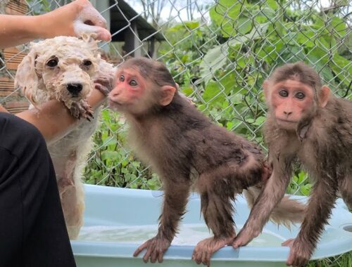 Mimi Kuku trio and cute puppy take a bath together