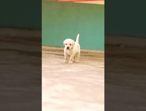 cute puppy love #shorts #love #pets #Labrador #dog #india