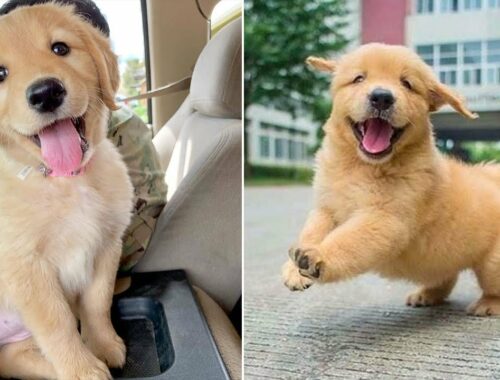 Funniest & Cutest Golden Retriever Puppies - 30 Minutes of Funny Puppy Videos 2022 #9