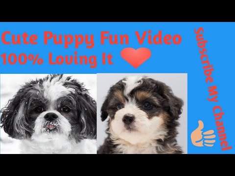 Cute Puppy : Puppy Outdoor Moments #7