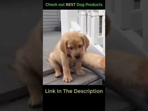 Funny Dog Videos - Cute Puppy Compilation 18 #shorts #dogvideos