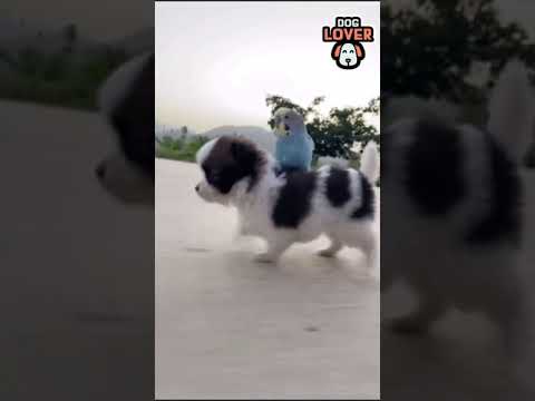 cute puppy and bird play #shorts