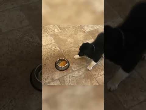 Adorable Puppy Freaks Out Over Pancakes! #Shorts