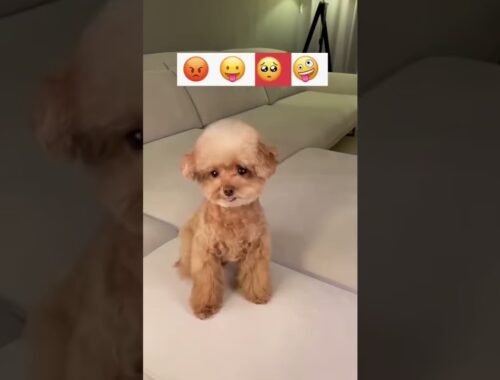Cute Puppy Emoji Reaction On Our Face  #fun #Viral #satisfying #animals #short #Shorts #Youtubeshort