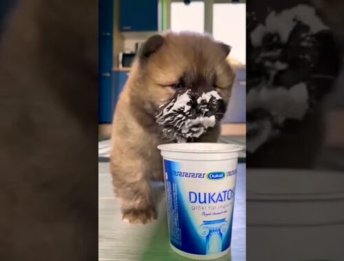 Amazing cute puppy viral clip #shorts #cute #puppy #video
