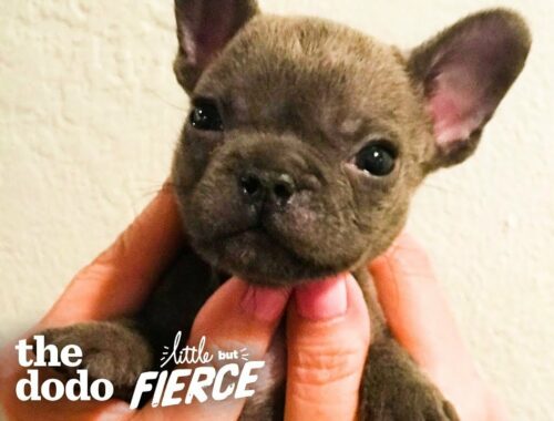 Watch This Sassy Cleft Palate Puppy Argue With His Mom | The Dodo Little But Fierce