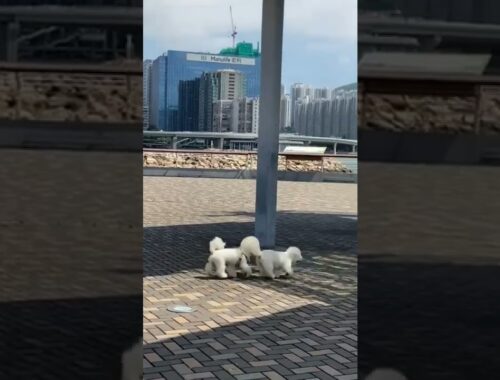 Cute puppy doing bad things and playing with each others #puppy #dog #shiba #bichonfrise #bichon