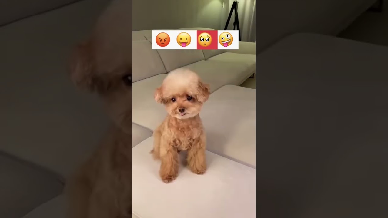 Cute Puppy Emoji Reaction On Our Face  #fun #Viral #satisfying #animals #short #Shorts #Youtubeshort