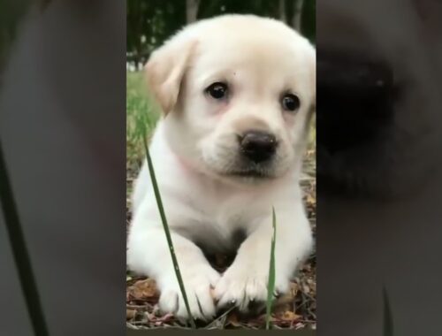 Cute Funny Dogs Videos cute puppy(2)