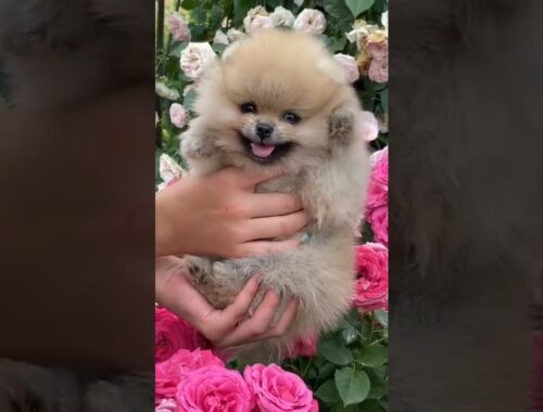 cute puppy in flowers.