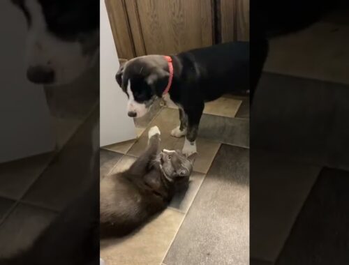 Cute puppy and kitten playing
