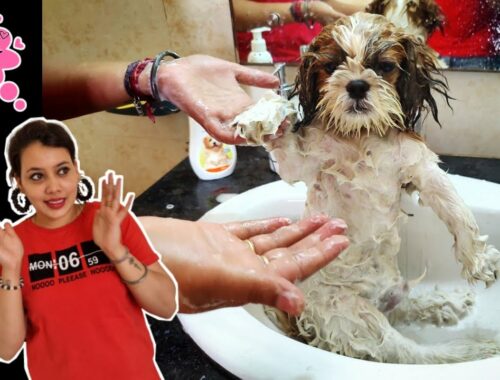 Shih Tzu puppy's  first bath. #kuchuu loves bathing. Cute Puppy Video / Funny shihtzu
