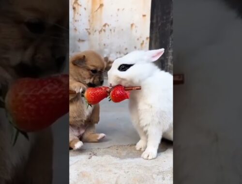 so cute puppy and rabbit eating #dog #rabbit #fyp #shorts #animals #cute #eatingshow