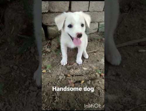 Cute Puppy #Lassi #shorts #viral #puppy pics