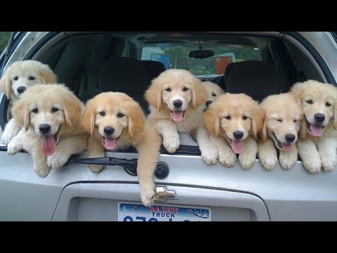 Funniest & Cutest Golden Retriever Puppies - 30 Minutes of Funny Puppy Videos 2022 #11