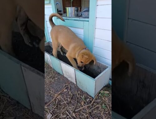 Super Cute Puppy Digs Up Flower Box! #puppy #shorts #garden