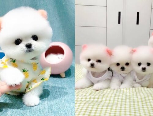 Cute and Funny Pomeranian Videos 131 #Shorts