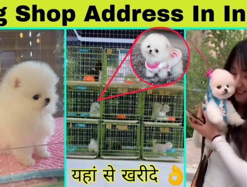 dog shop address in india| Pomeranian Dog price in india | cheapest dogs market in india | Rajesh5G