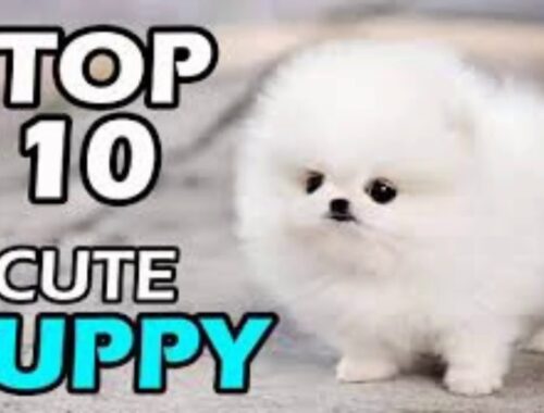 Top 10 Cute Puppy In World | Telugu Top 10 Dogs |Tej Pet Care|Sai Tej