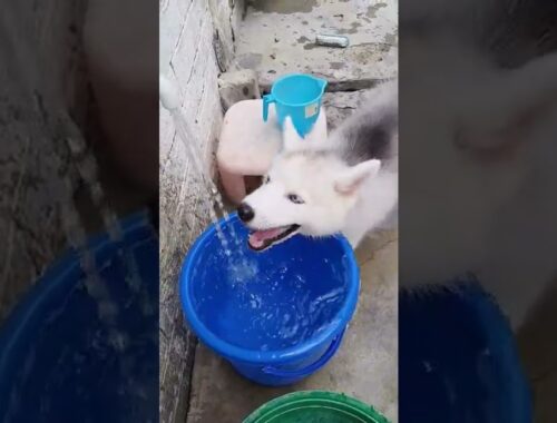 Cute Puppy Drinking water | #youtubeshorts #viralshorts #animallover #viral #cute