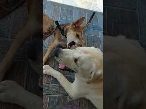 Maara Fight With Cute Puppy / Cute Labrador's Play Time