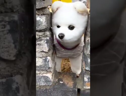 cute puppy anjing lucu funny moment #viral #shorts #viralshorts #dog #anjinglucu #videoanjing part 1