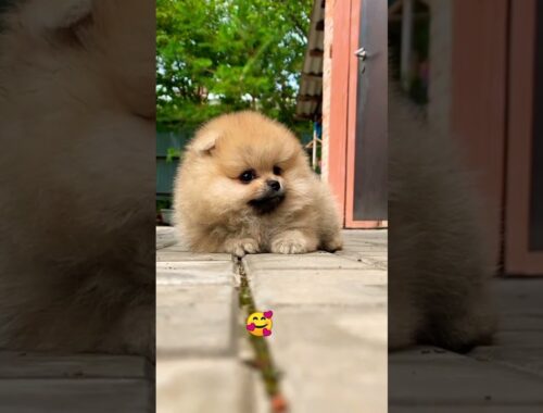 #cute pets#cute dog#cute puppy#viral#short#funny #viral short video