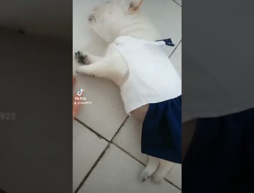 Cute Puppy Wearing School Uniform