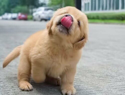 Funniest & Cutest Golden Retriever Puppies - 30 Minutes of Funny Puppy Videos 2022 #12
