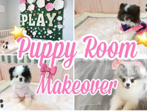 CUTE PUPPY ROOM / PUPPY ROOM MAKEOVER/ CUTE PUPPIES / POMERANIAN PUPPIES