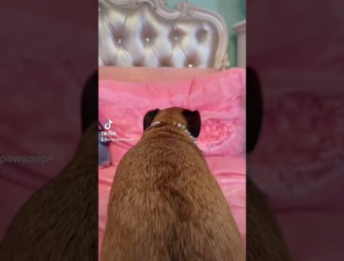 Cute Puppy Dances To Yung Gravy Angel the Brussels Griffon