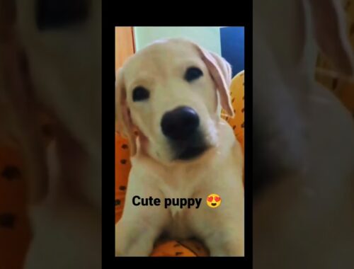 Cute puppy labrador|short video| #shortsfeed #shorts #labradorpuppy #puppy #furryfriend
