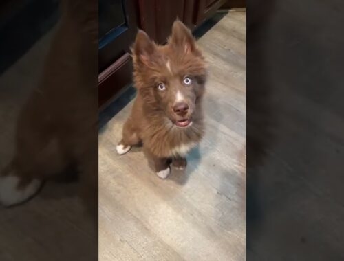Cute puppy has to show his vicious side!