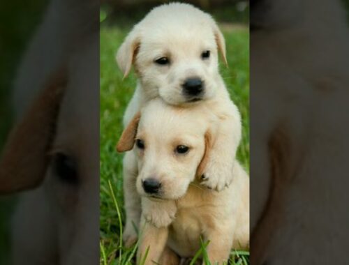 Cute puppy #love