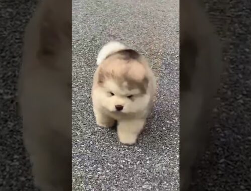 cute puppy walk
