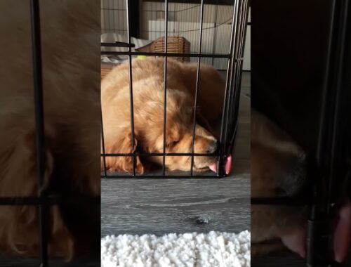 Cute puppy Avocado licking his cage