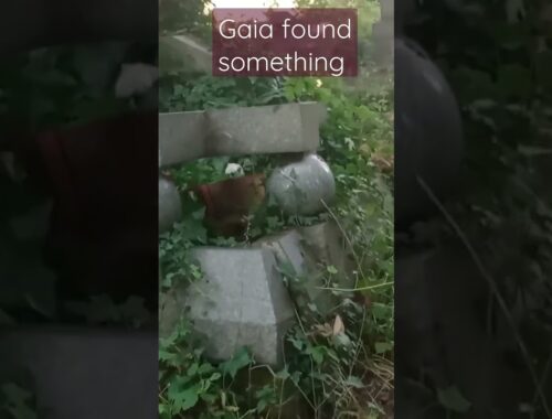 Cute Puppy Hiding in old Grave