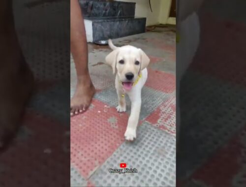 Achu-The lab | Cute puppy | Dog lover's