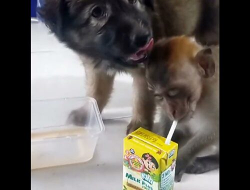 Cute Puppy Monkey drink milk